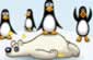 cilgin-penguenler